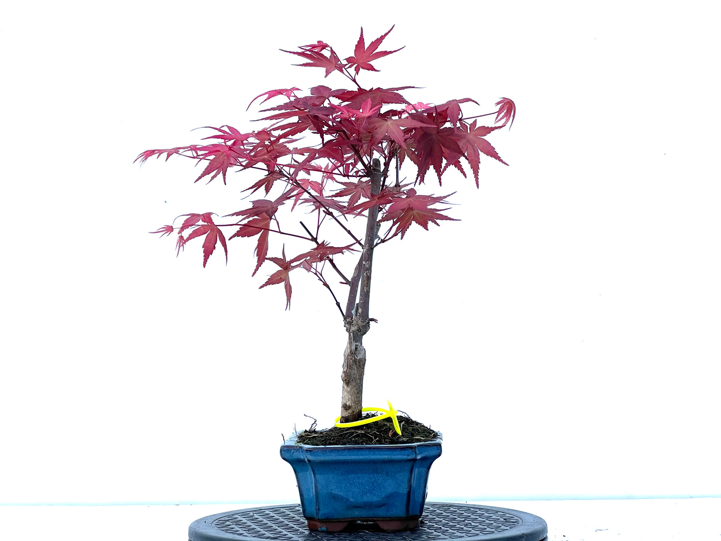 Acer Palmatum Deshojo 3964