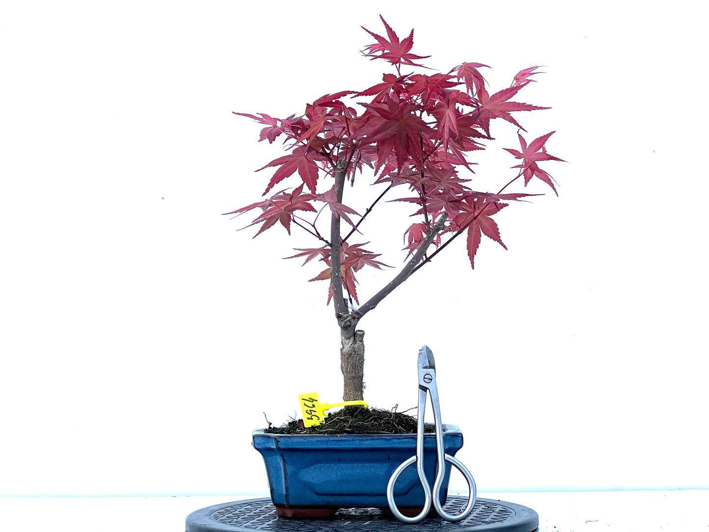 Acer Palmatum Deshojo 3964