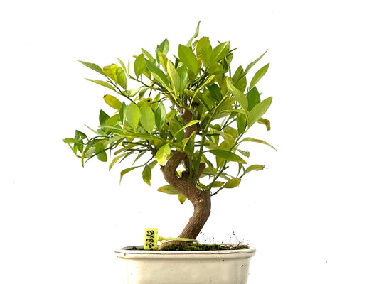 Citrus Limencuat 2312