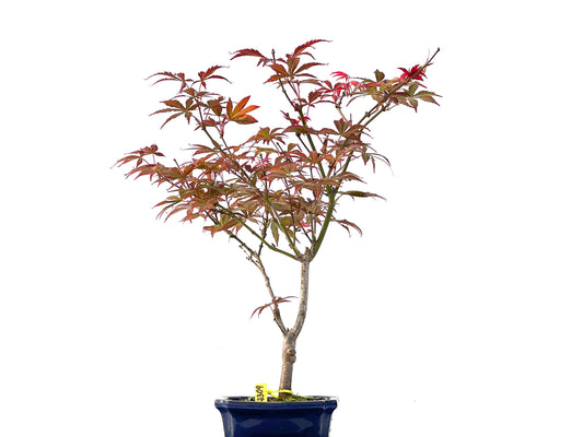 Acer Palmatum Atropurpureum 2309