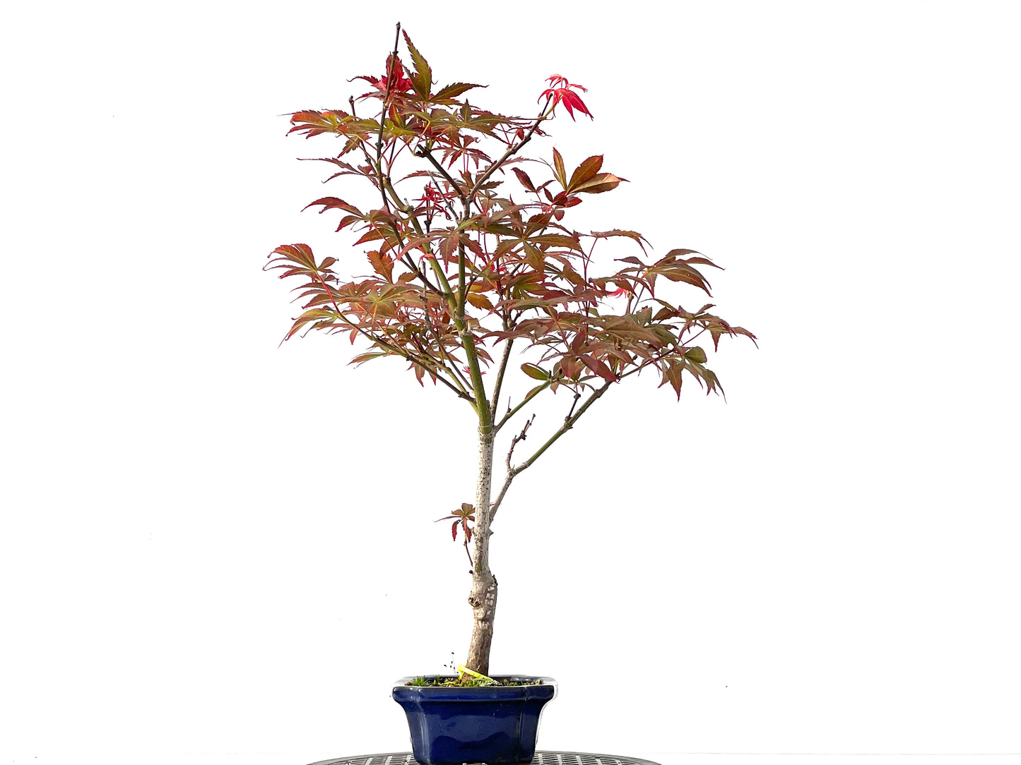Acer Palmatum Atropurpureum 2309