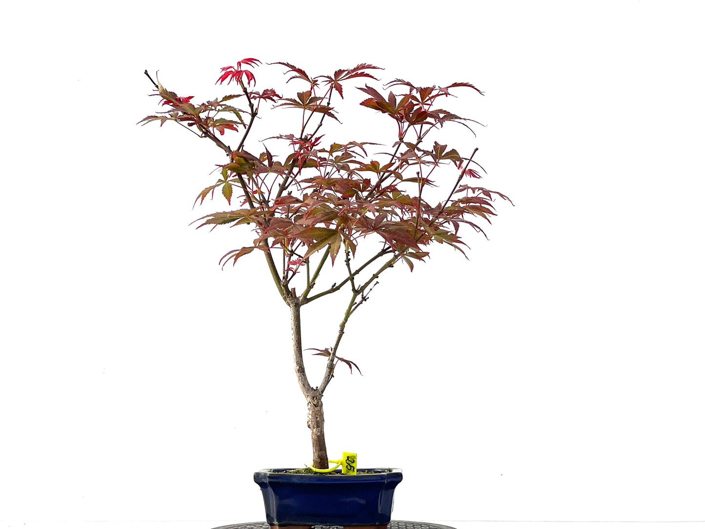 Acer Palmatum Atropurpureum 2309