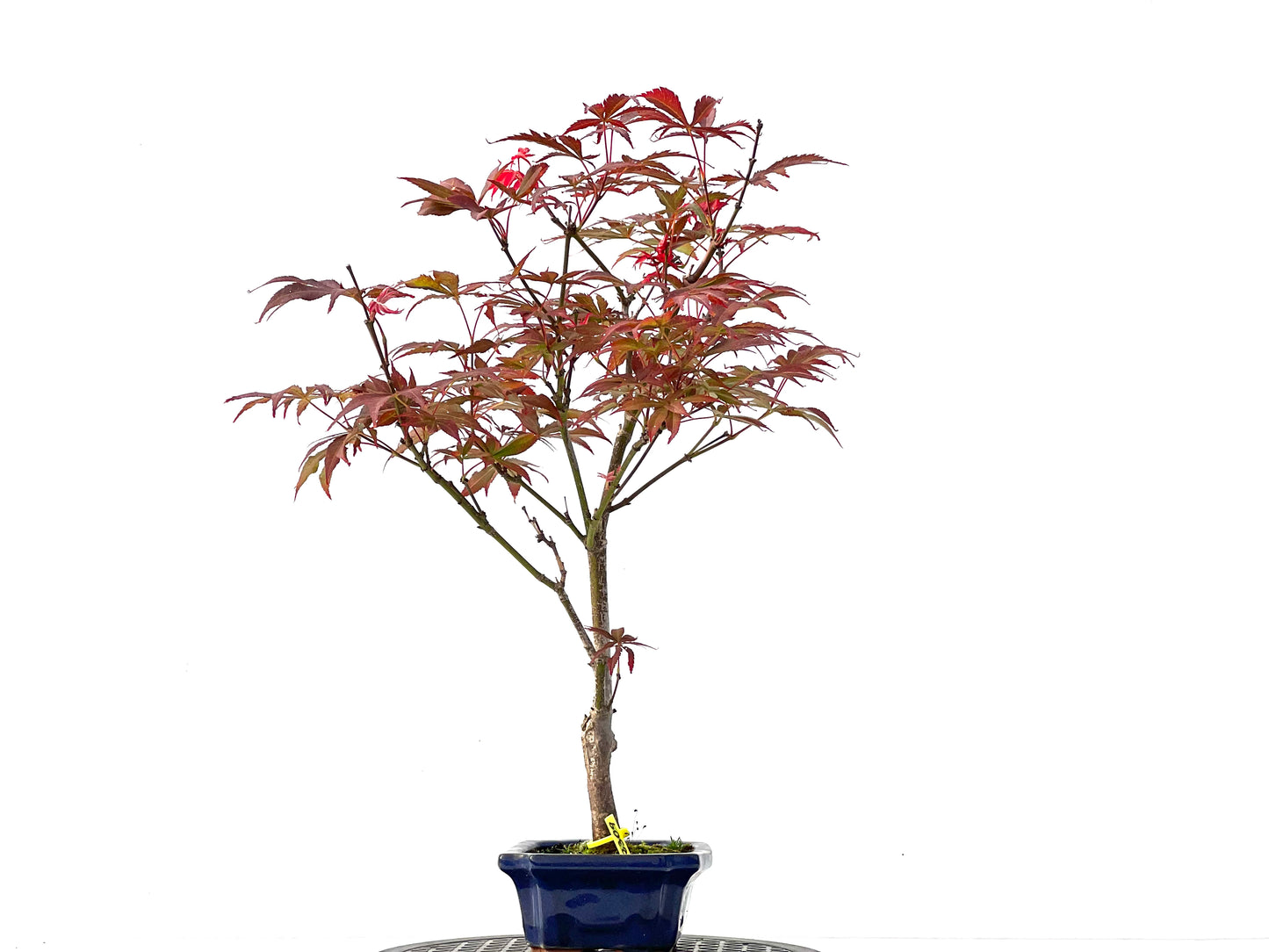 Acer Palmatum Atropurpureum 2309