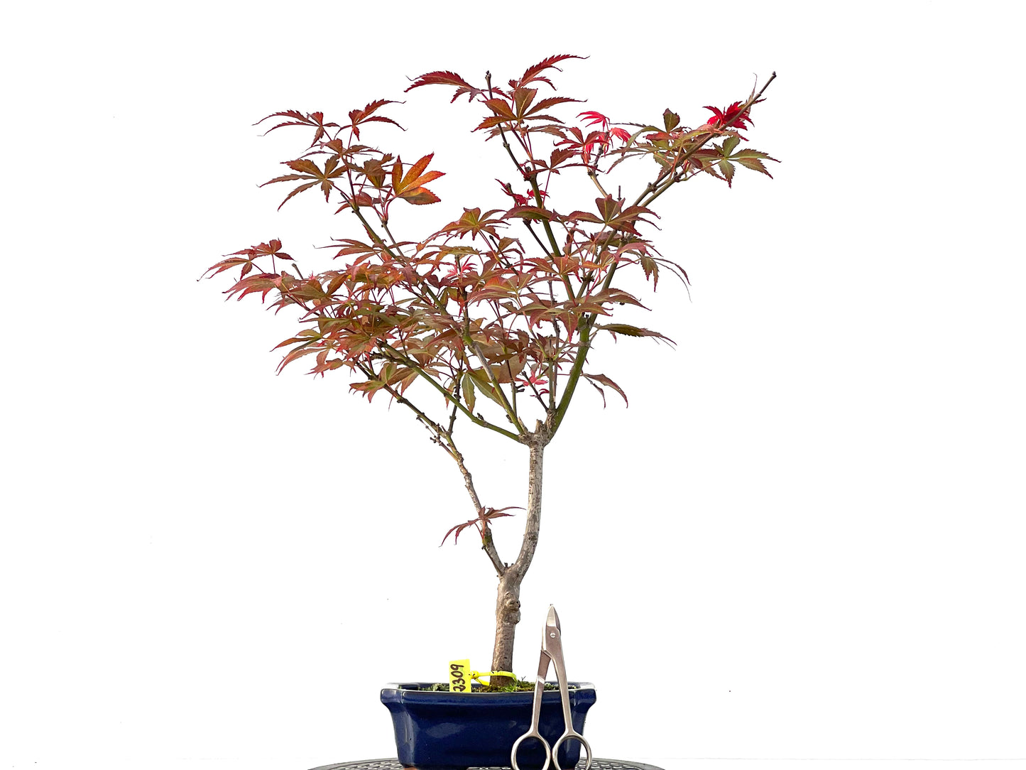 Acer Palmatum Atropurpureum 2309