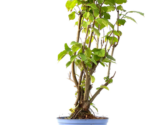 Corylus 2339