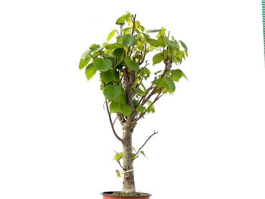 Tilo Cordata 2338
