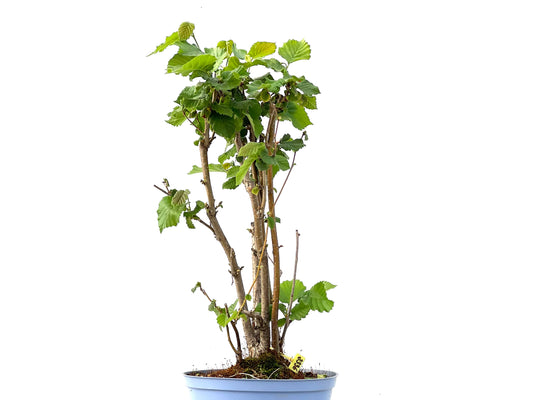 Corylus 2336