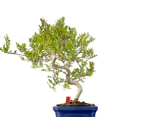 Fraxinus 2333
