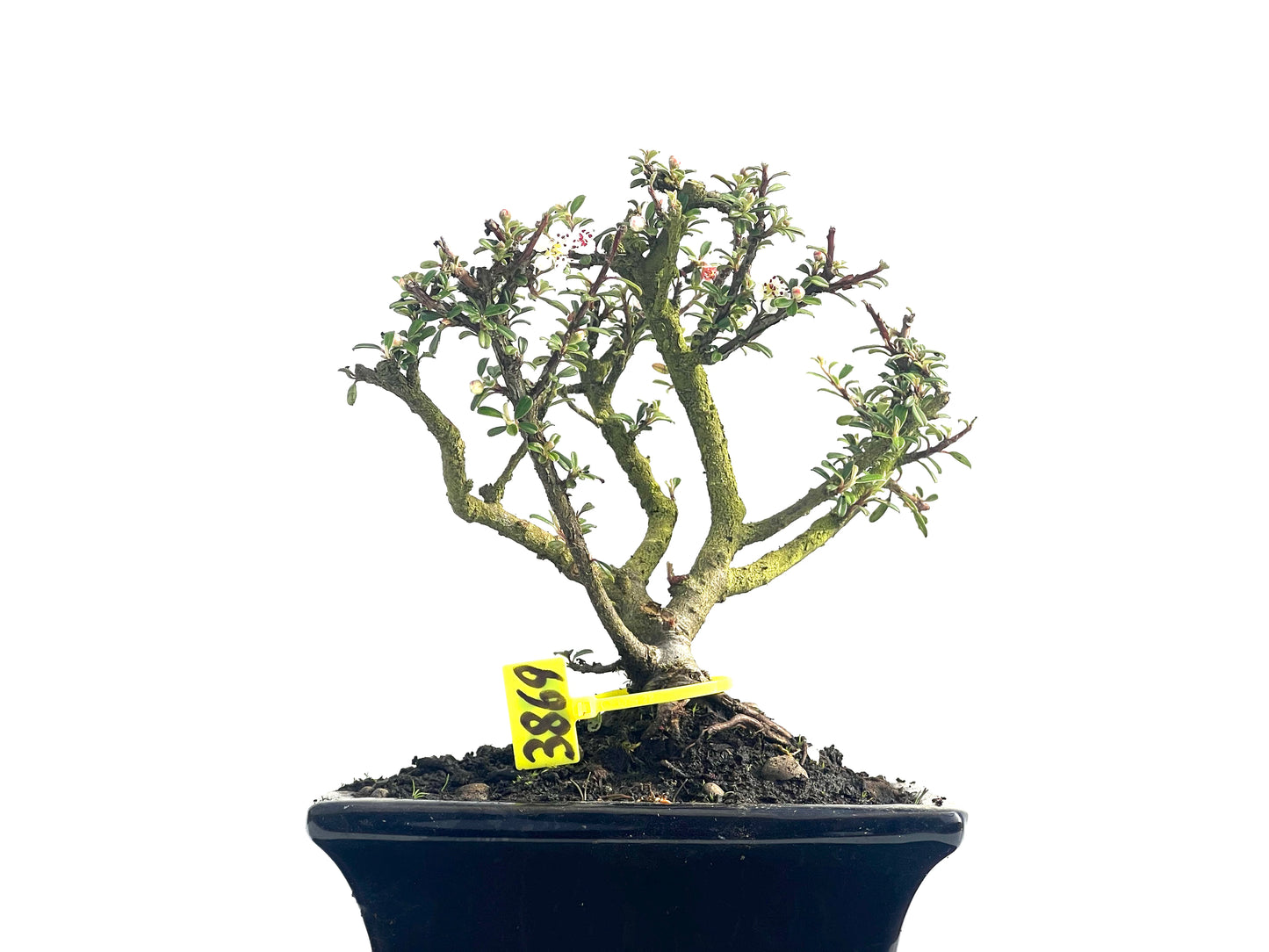 Cotoneaster Microphylla 3869