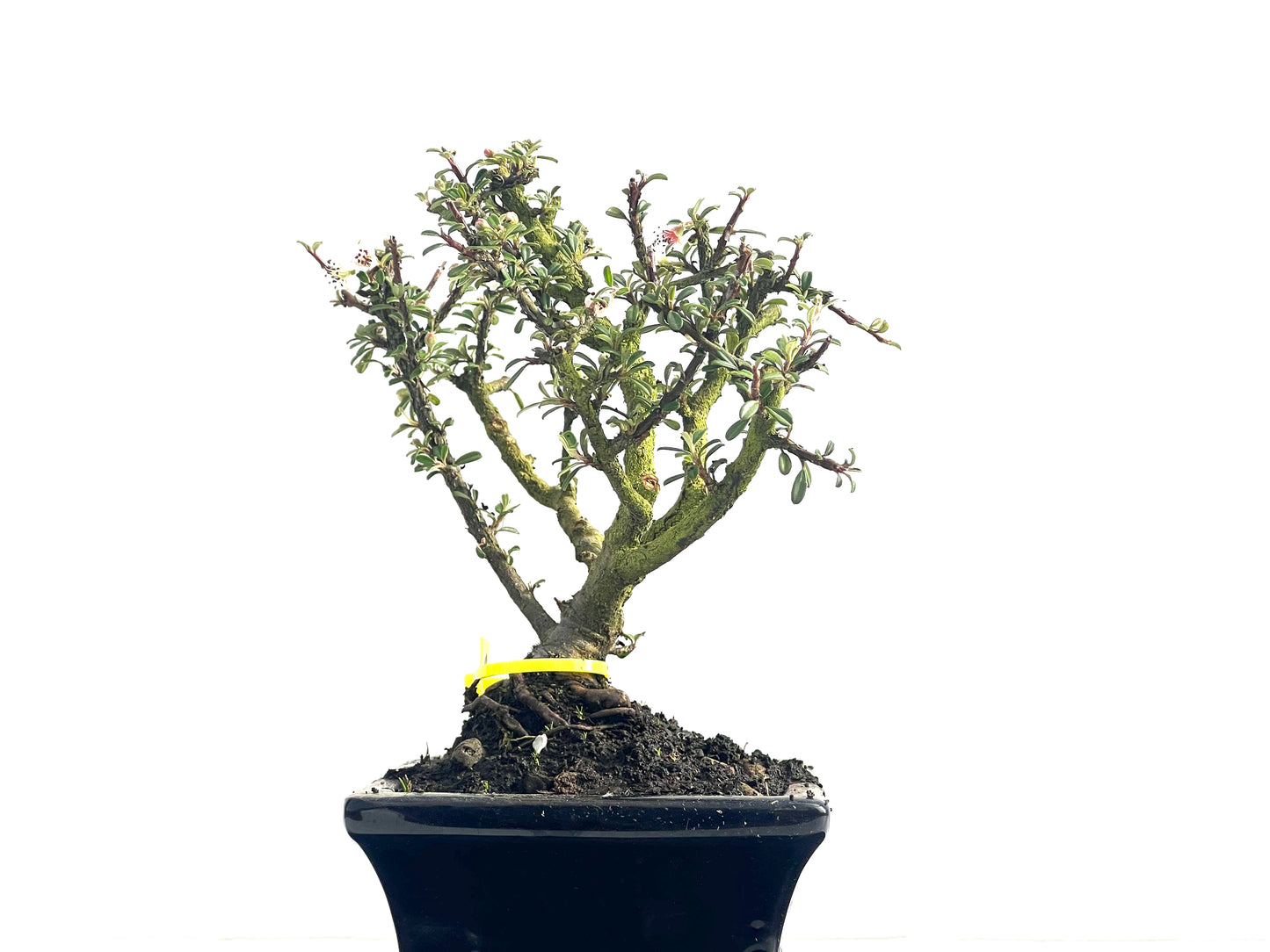 Cotoneaster Microphylla 3869