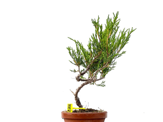 Juniperus Sabina 2331
