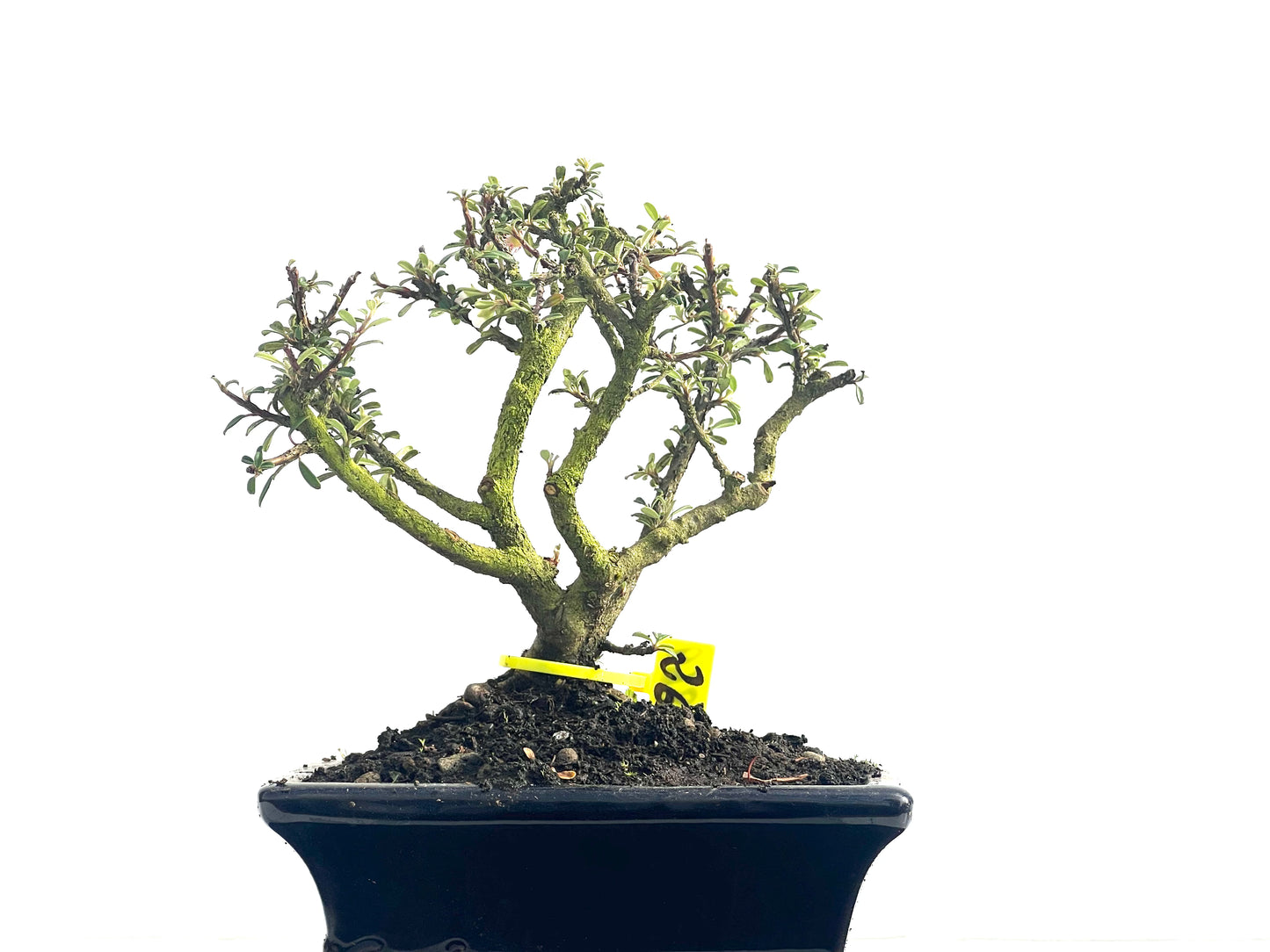 Cotoneaster Microphylla 3869