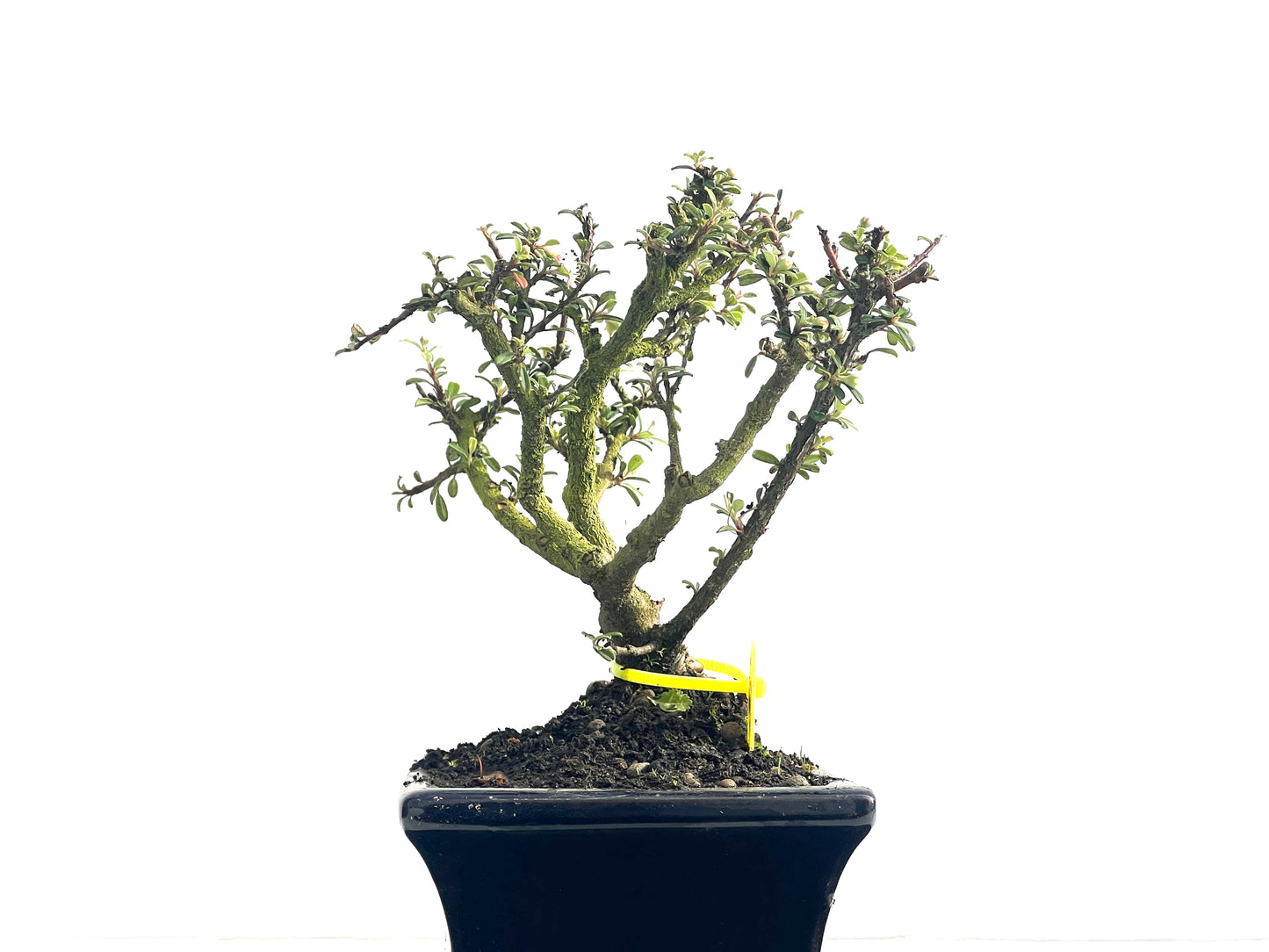 Cotoneaster Microphylla 3869