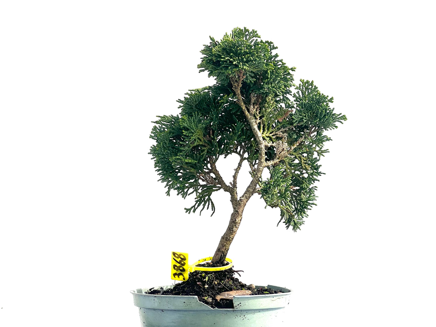 Chamaecyparis Obtusa Nana 3868