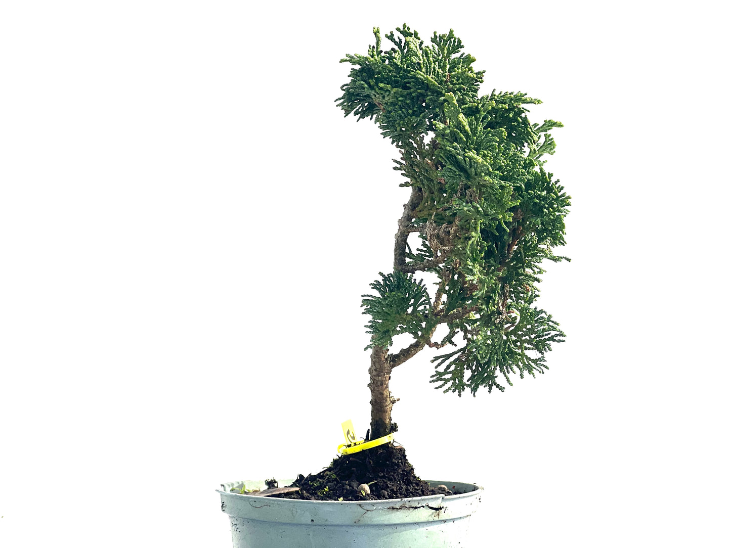 Chamaecyparis Obtusa Nana 3868