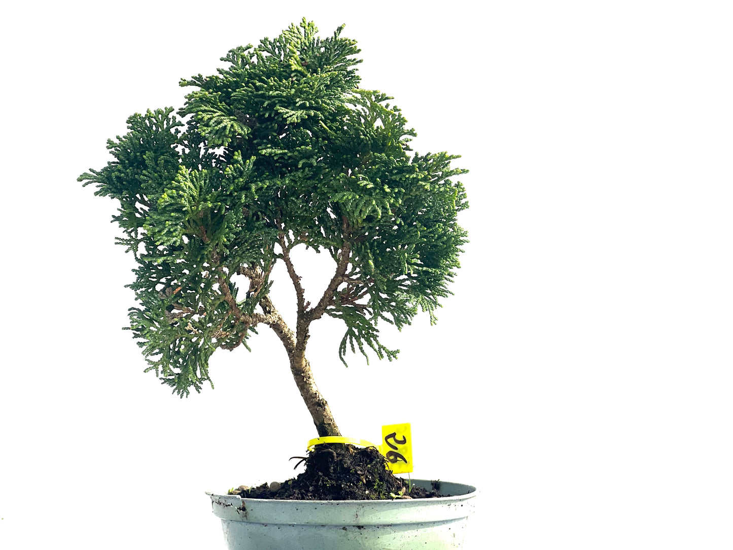 Chamaecyparis Obtusa Nana 3868
