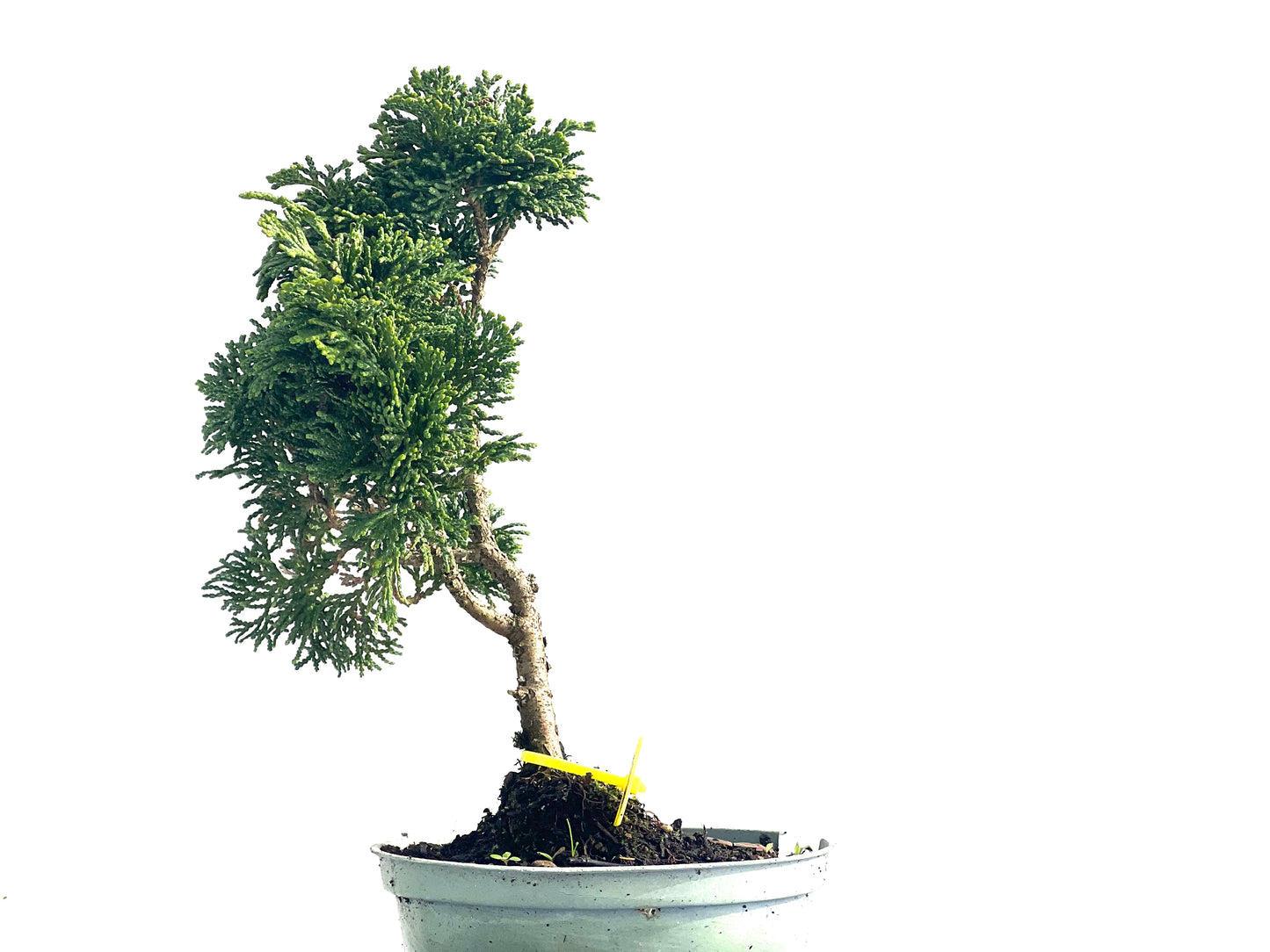 Chamaecyparis Obtusa Nana 3868