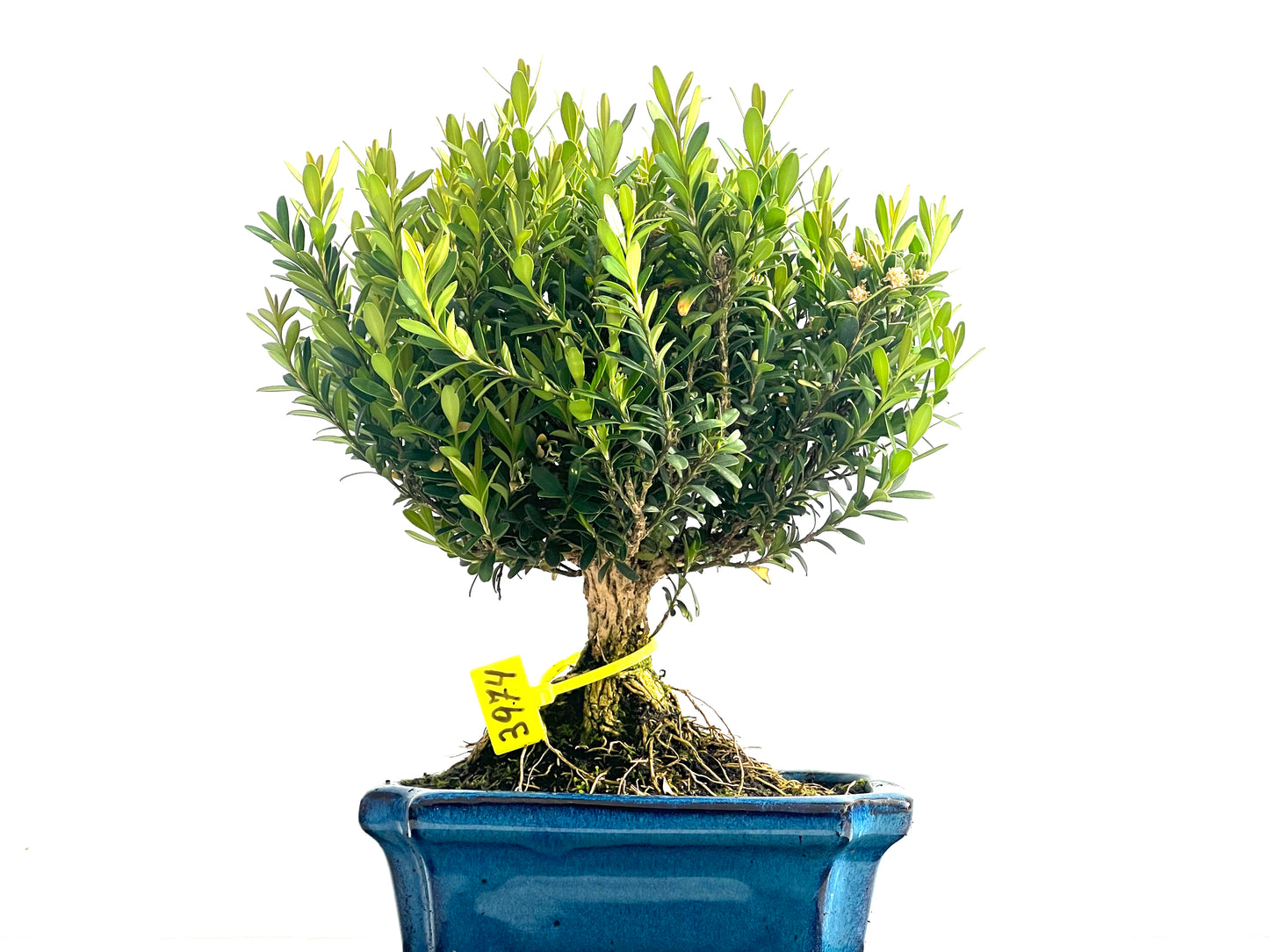 Buxus Harlandii 3974