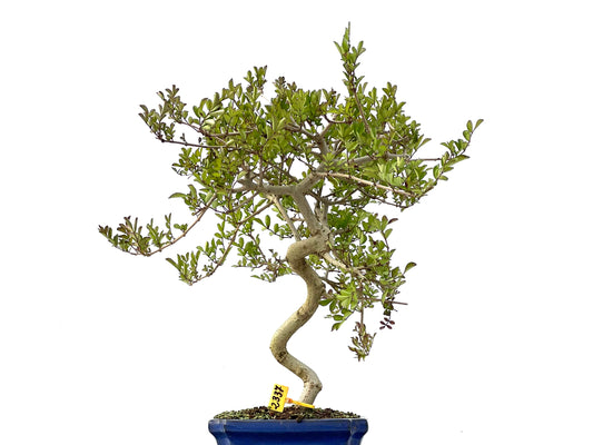 Fraxinus 2337