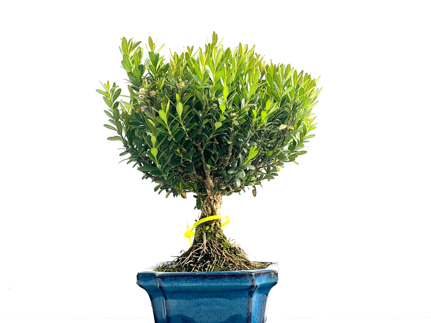 Buxus Harlandii 3974