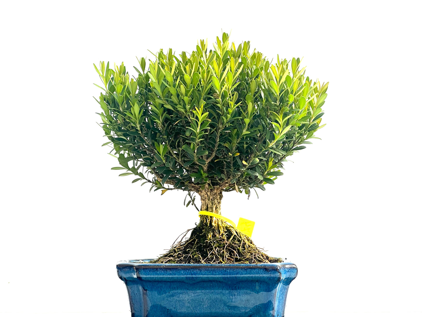 Buxus Harlandii 3974