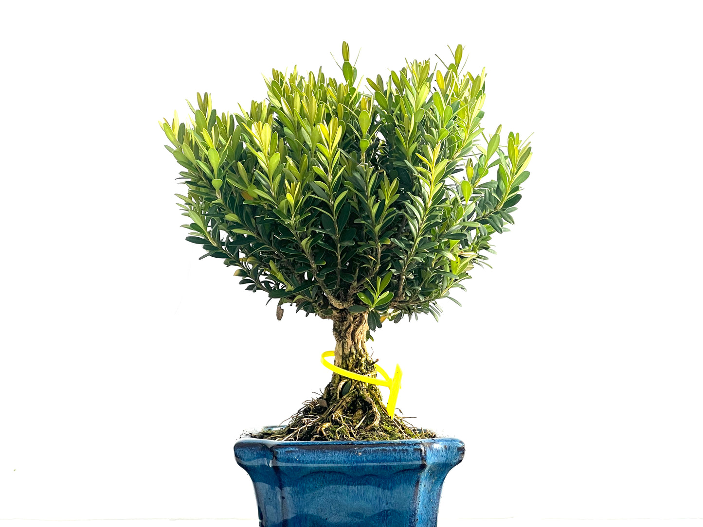 Buxus Harlandii 3974