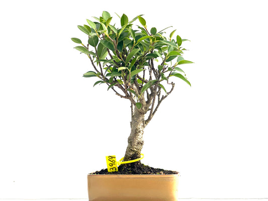 Ficus Tiger Bark 3969