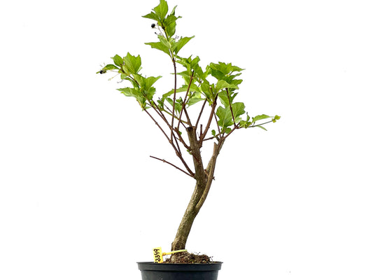 Premna Japonica 2349