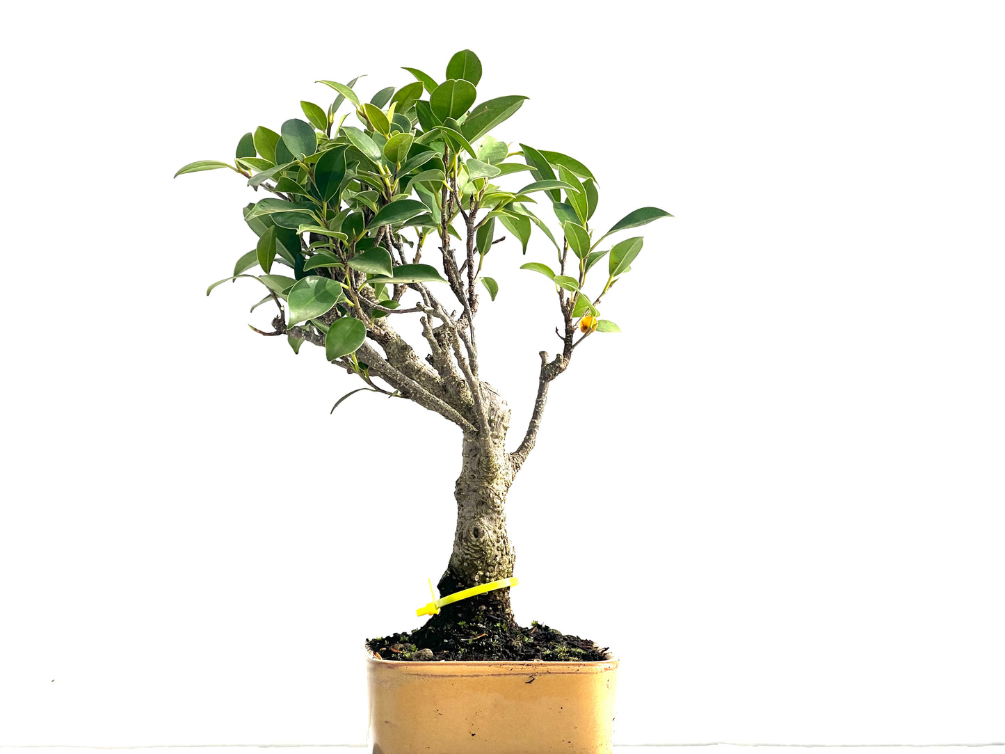 Ficus Tiger Bark 3969
