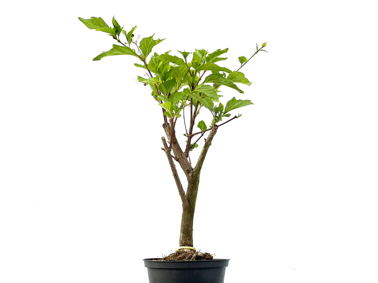 Premna Japonica 2349