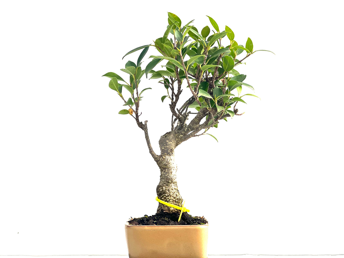 Ficus Tiger Bark 3969