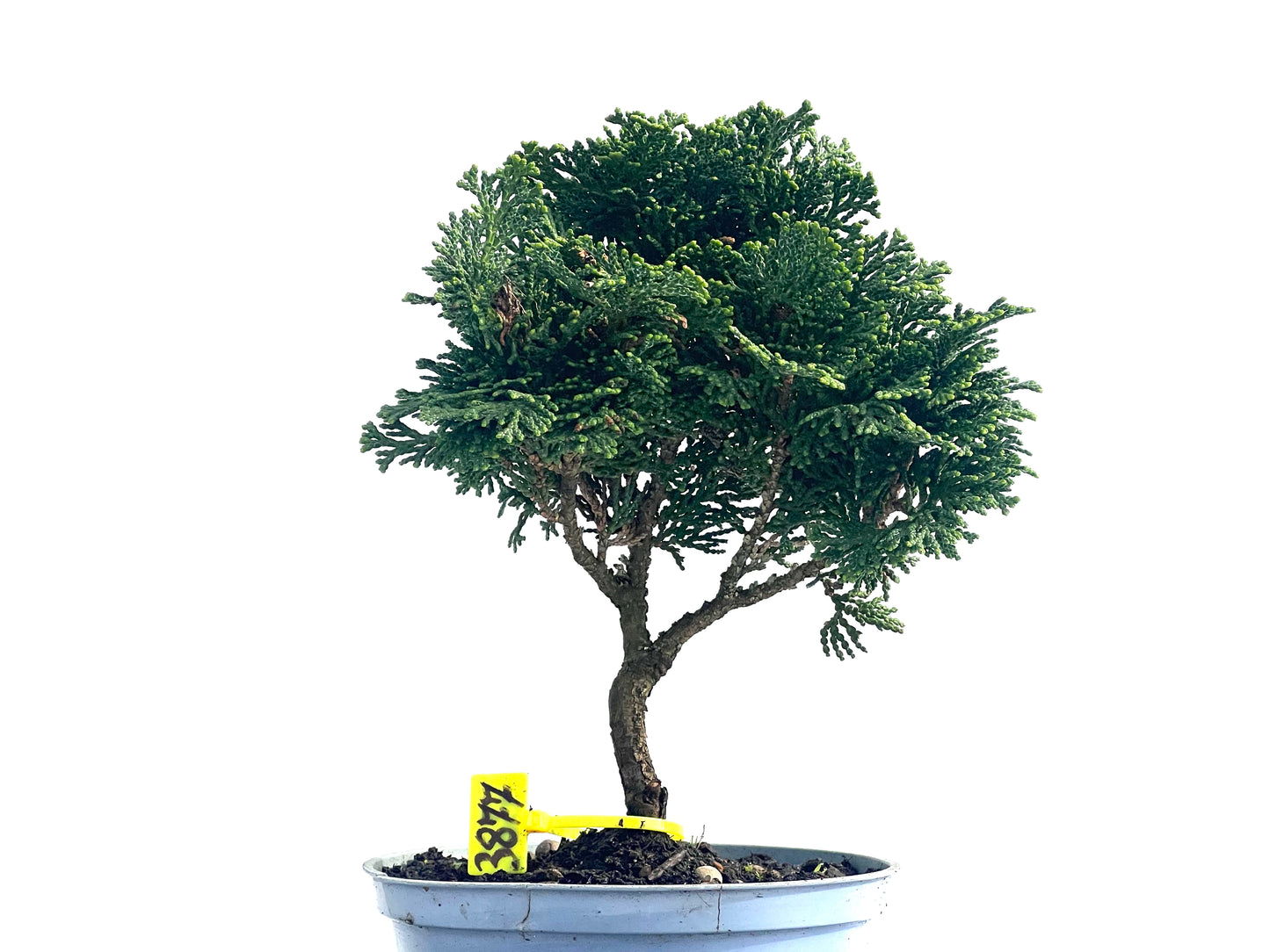 Chamaecyparis Obtusa Nana 3877