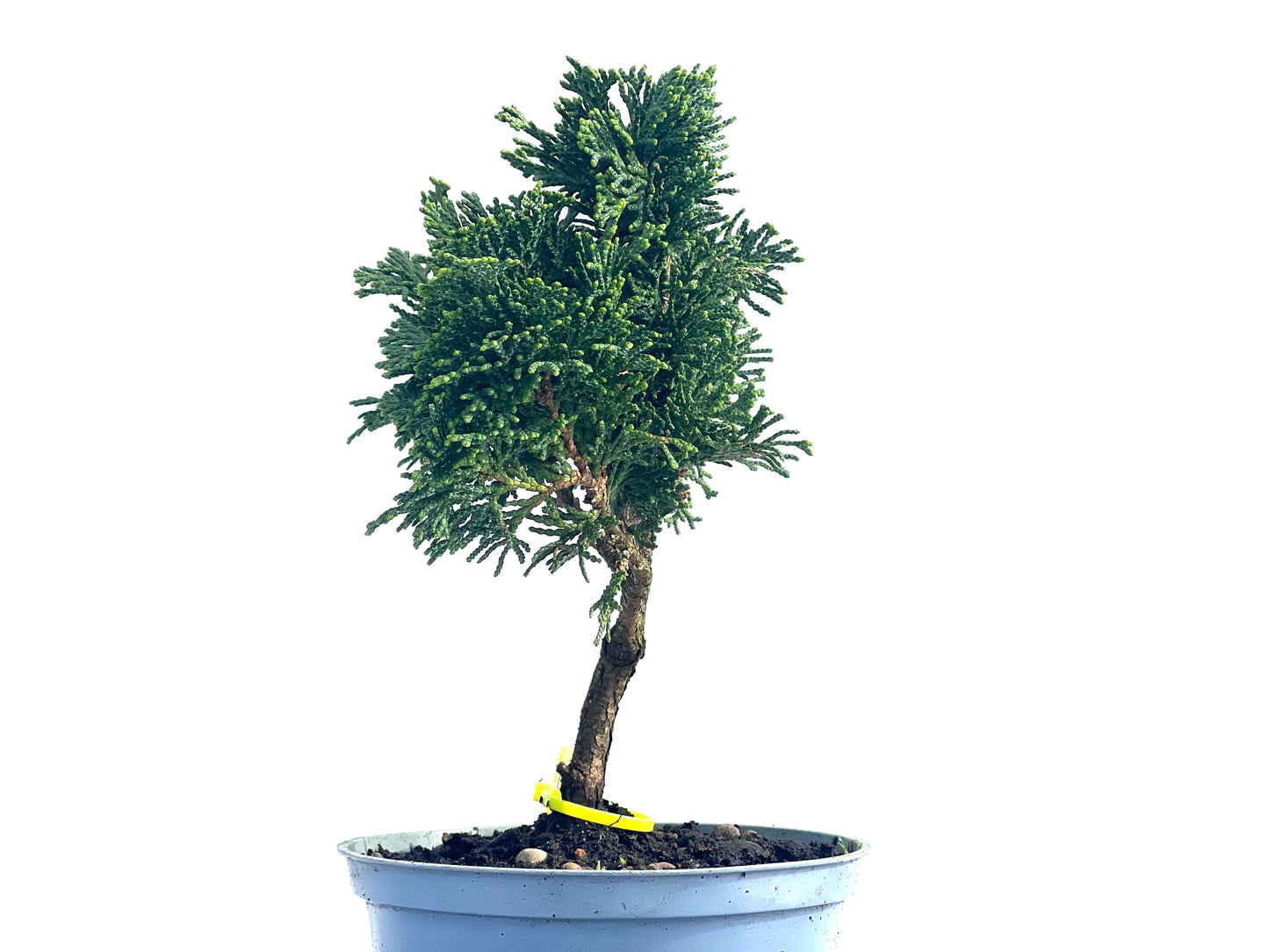 Chamaecyparis Obtusa Nana 3877
