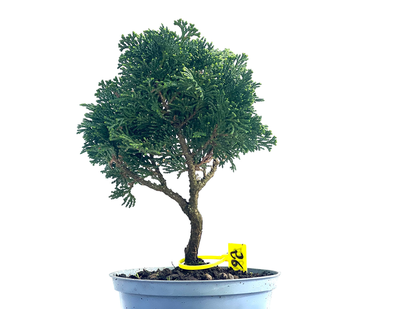 Chamaecyparis Obtusa Nana 3877