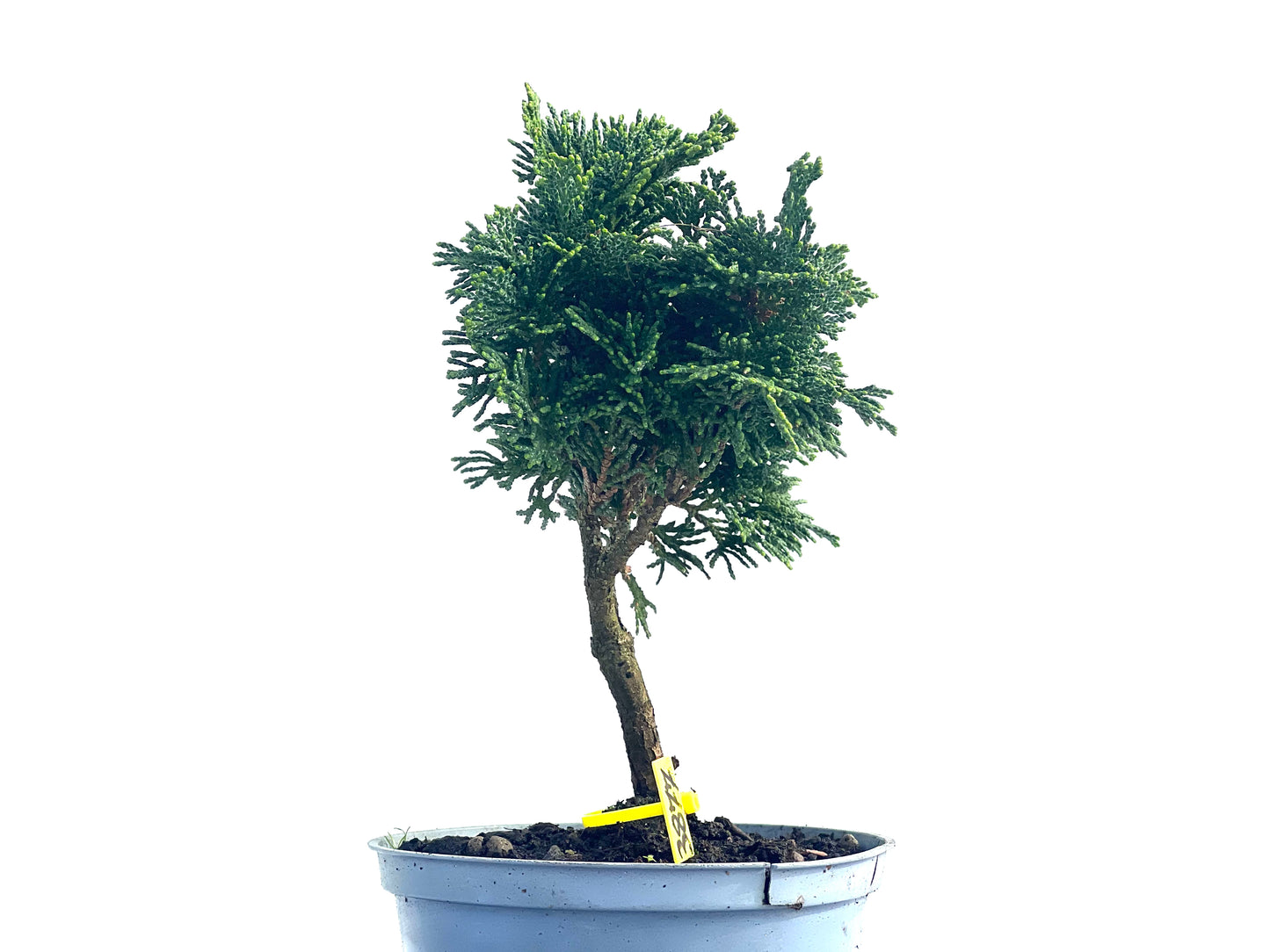 Chamaecyparis Obtusa Nana 3877