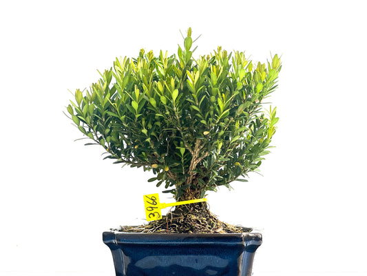 Buxus Harlandii 3966