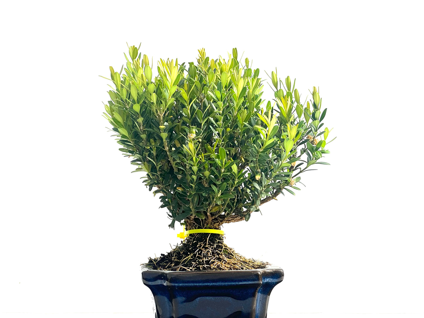 Buxus Harlandii 3966