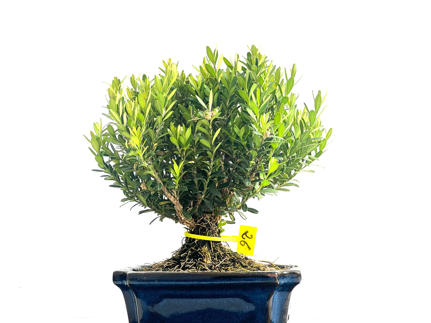 Buxus Harlandii 3966