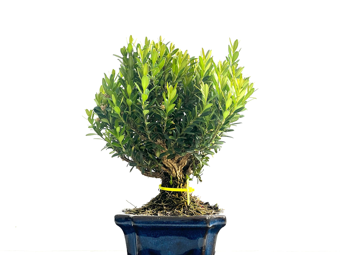 Buxus Harlandii 3966