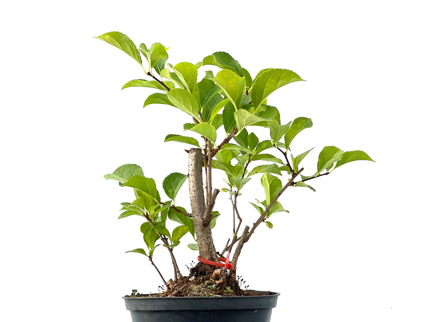 Celastrum Orbiculatus 2347