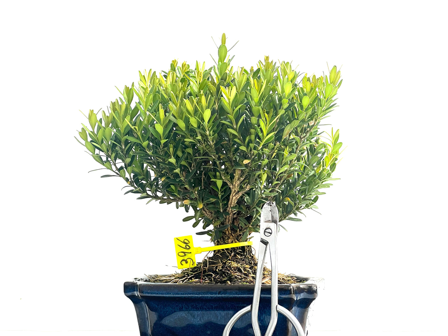 Buxus Harlandii 3966