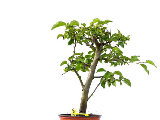 Carpinus Betulus 2345