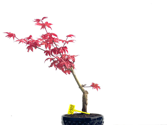 Acer palmatum Deshojo 3988