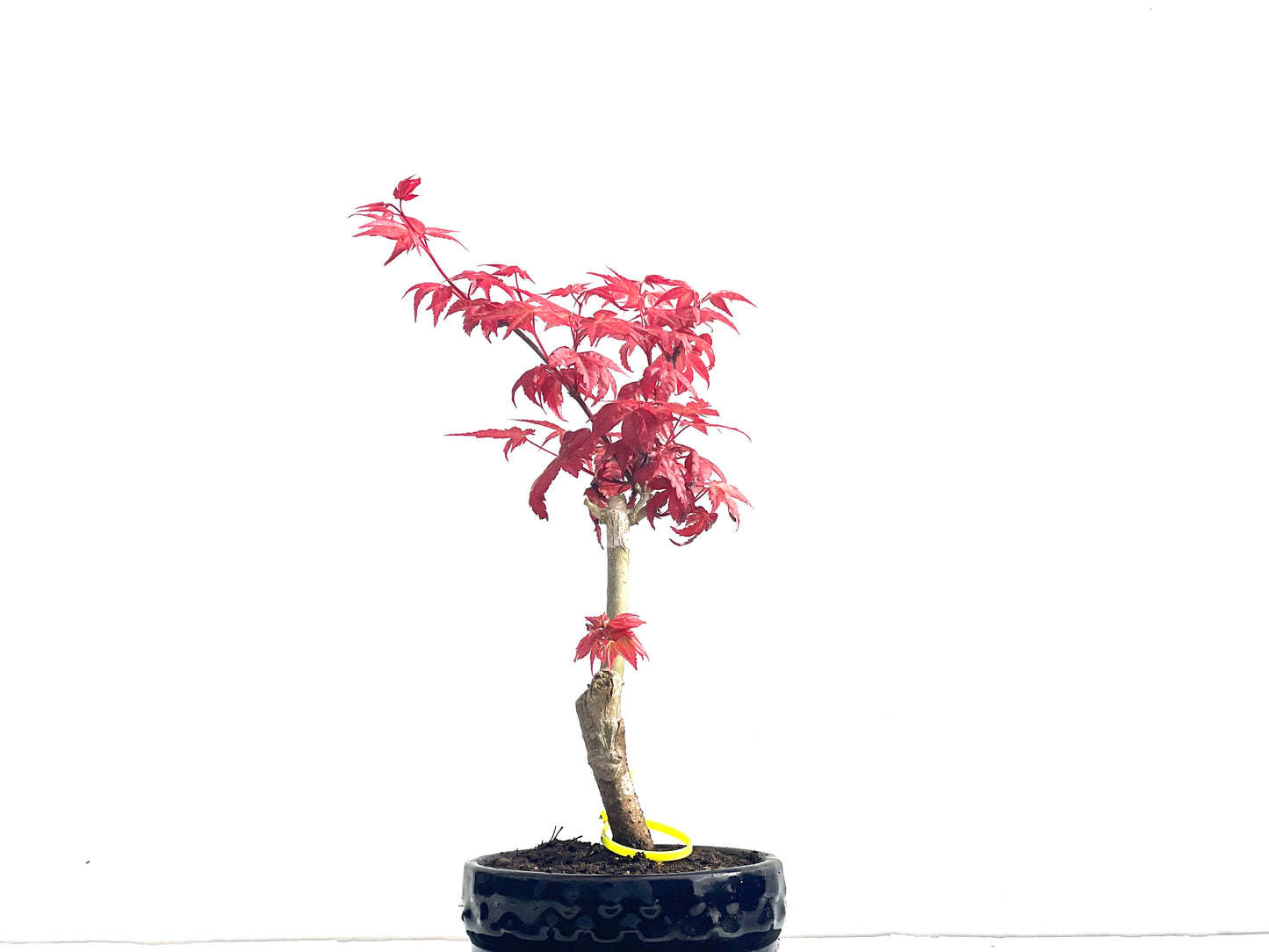Acer palmatum Deshojo 3988