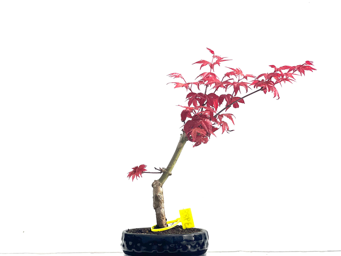 Acer palmatum Deshojo 3988