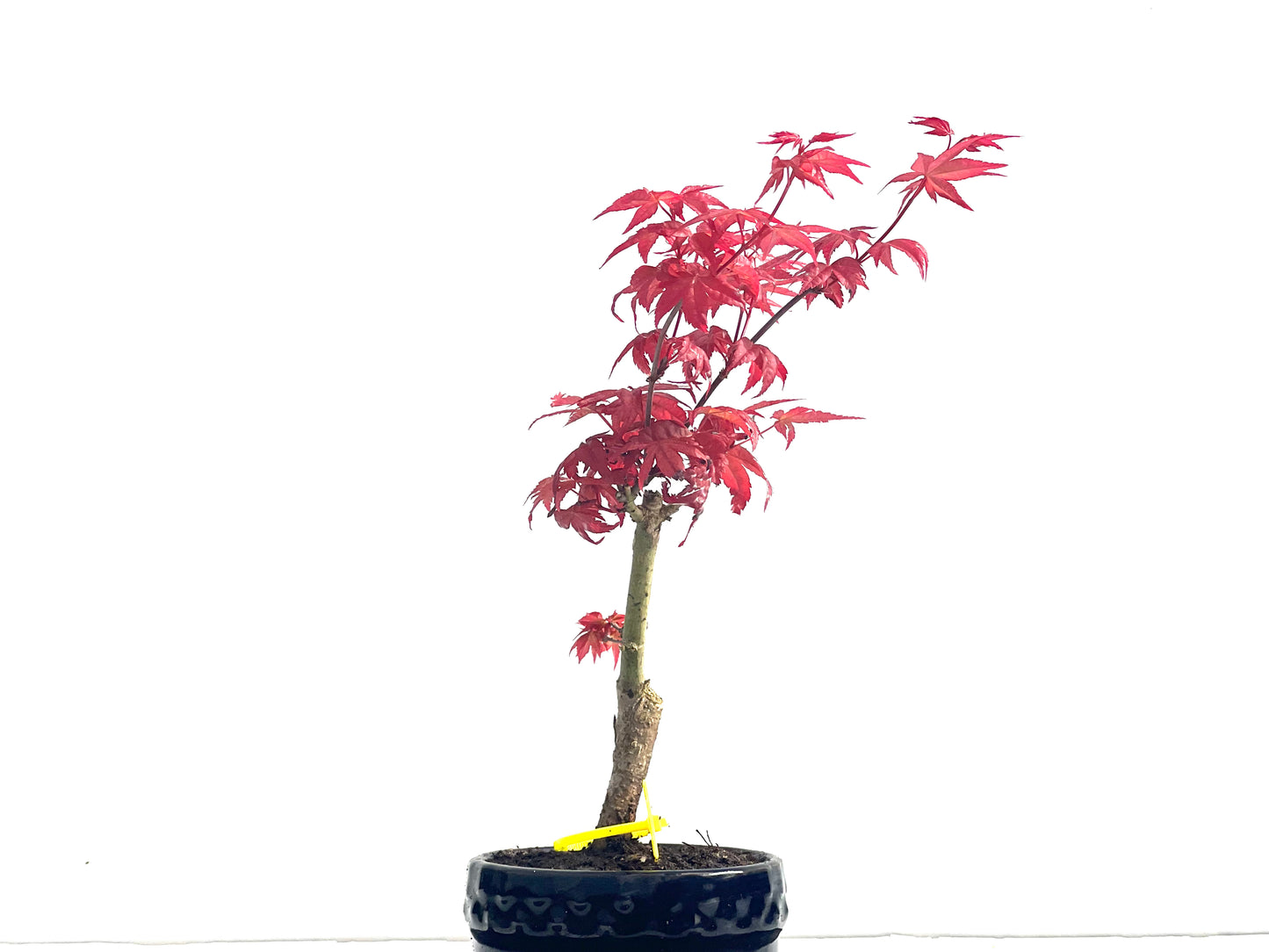 Acer palmatum Deshojo 3988