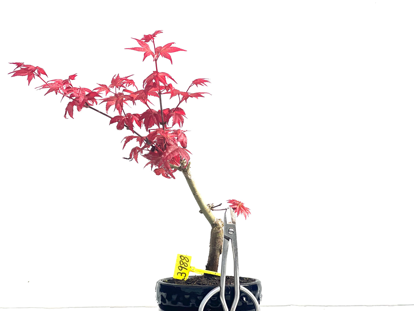 Acer palmatum Deshojo 3988