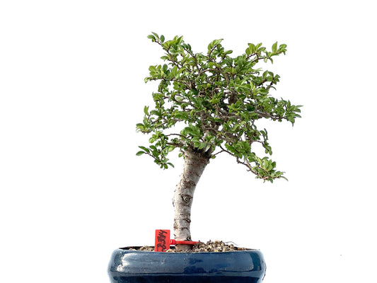 Ulmus Parvifolia 2344