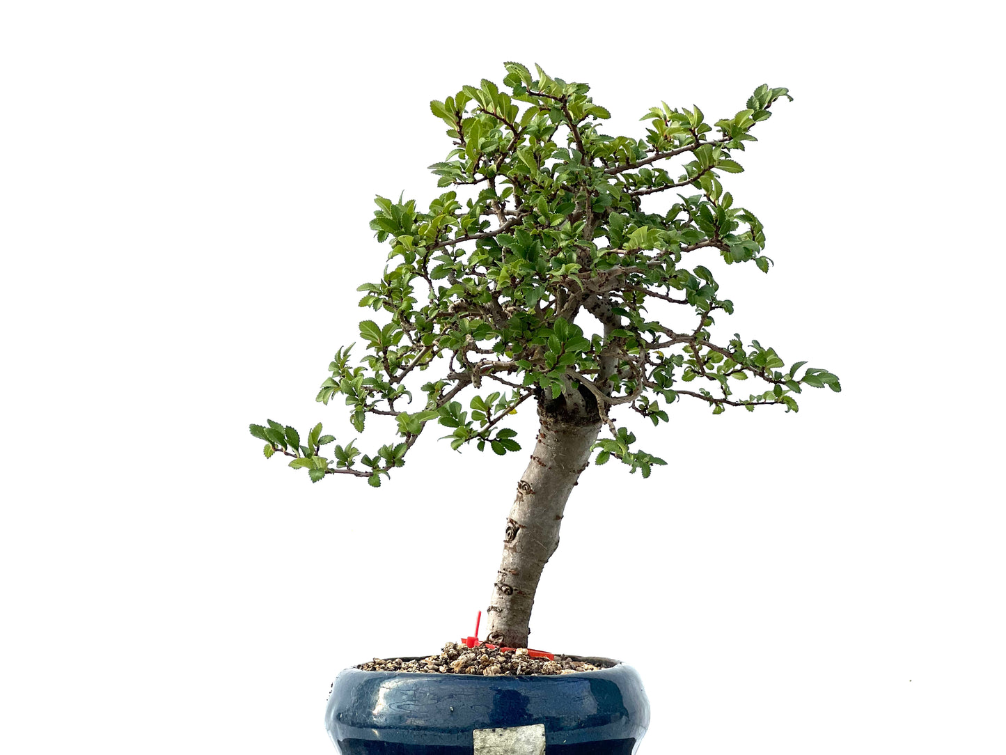Ulmus Parvifolia 2344