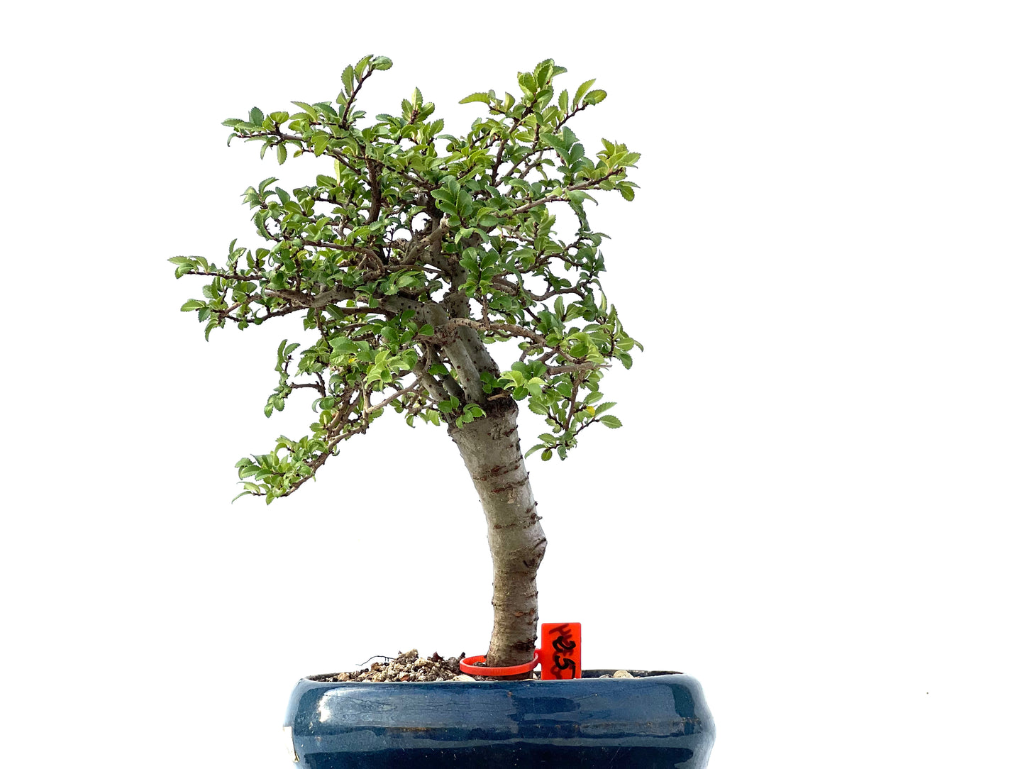 Ulmus Parvifolia 2344